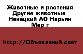 Животные и растения Другие животные. Ненецкий АО,Нарьян-Мар г.